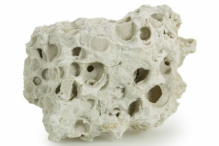 Silurian Dolostone w/ Sparkling Fossil Coral (Fletcheria) - Ohio #362625